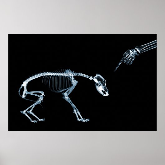 X-Ray Skeletons Blue Bad Dog Poster (Vorne)
