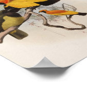 Xanthomelus aureus - Golden Bird of Paradise Poster (Ecke)