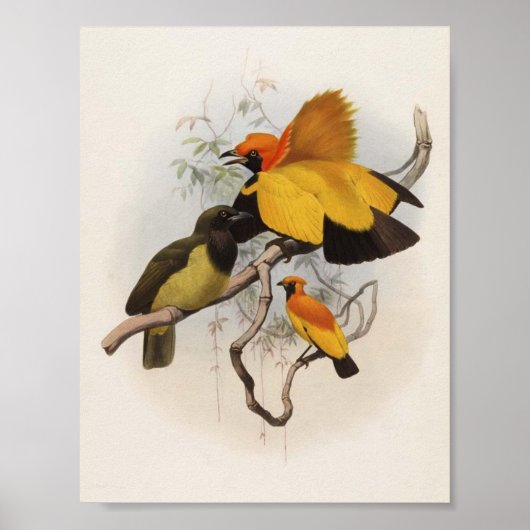Xanthomelus aureus - Golden Bird of Paradise Poster (Vorne)