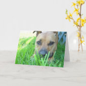 Xena in card karte (Gelbe Blume)