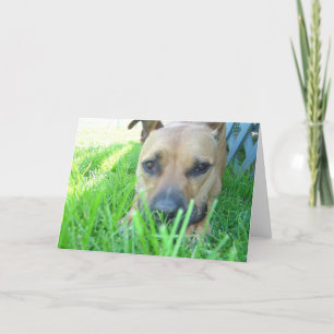Xena in card karte