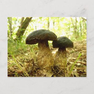 Xerocomus pruinatus Mushroom Postcard Postkarte