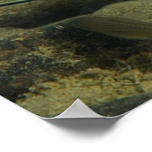 Xiphophorus montezumae - Montezumae Schwertschwanz Poster (Ecke)