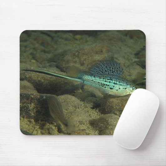 Xiphophorus montezumae - Montezumae Swordtail Mousepad (Mit Mouse)