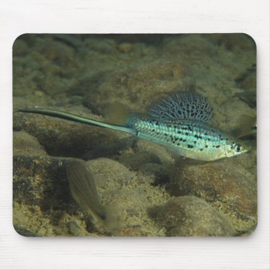 Xiphophorus montezumae - Montezumae Swordtail Mousepad (Vorne)