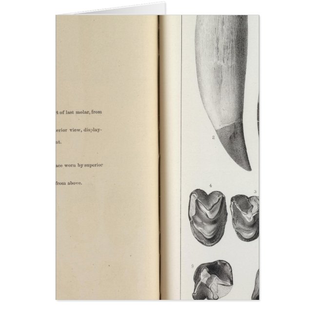 XLVI Coryphodon (Vorne)