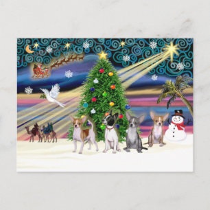 Xmas-Magie-Chihuahuas (vier) Feiertagspostkarte