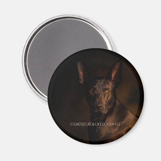 Xoloitzcuintle Coated Magnet (Vorderseite/Rückseite)