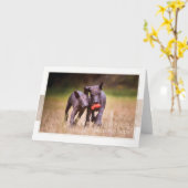 Xoloitzcuintle Puppies Grußkarte Karte (Gelbe Blume)