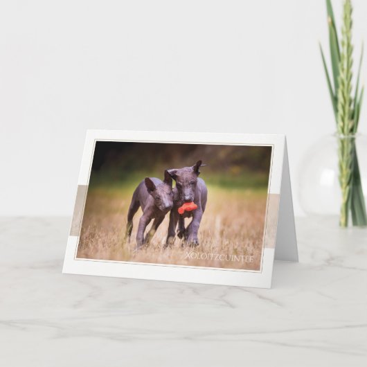 Xoloitzcuintle Puppies Grußkarte Karte (Vorderseite)