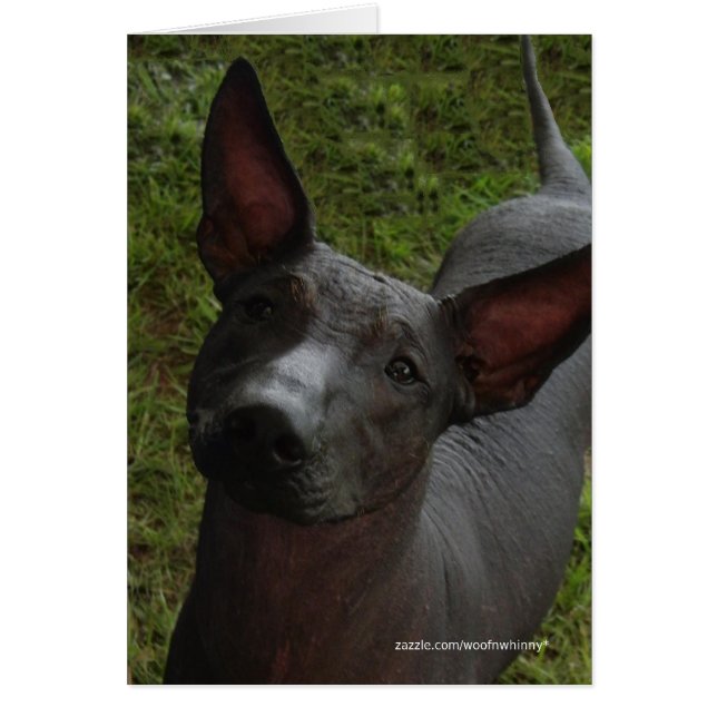 Xoloitzcuintli (Vorne)