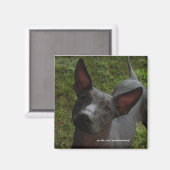 Xoloitzcuintli Magnet (Vorderseite/Rückseite)