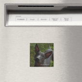 Xoloitzcuintli Magnet (In Situ (Geschirrspüler))
