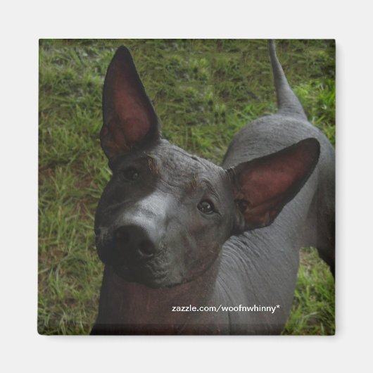 Xoloitzcuintli Magnet (Vorne)