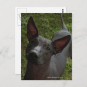Xoloitzcuintli Postkarte (Vorne/Hinten)