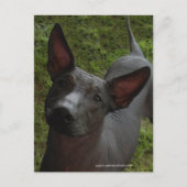 Xoloitzcuintli Postkarte (Vorderseite)