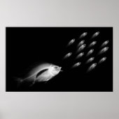 XRAY FISH CHASE BLACK GRAU POSTER (Vorne)