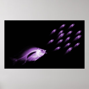 XRAY FISH CHASE BLACK LILA POSTER