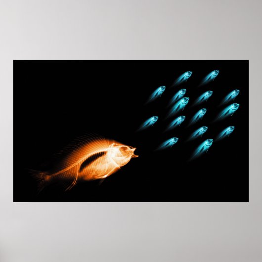 XRAY FISH CHASE BLACK ORIGINAL POSTER (Vorne)
