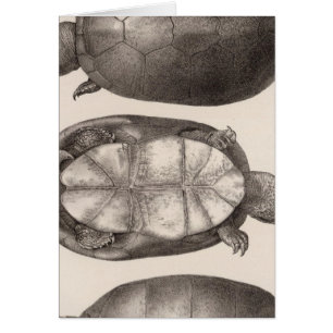 XVI Cinosternum henrici