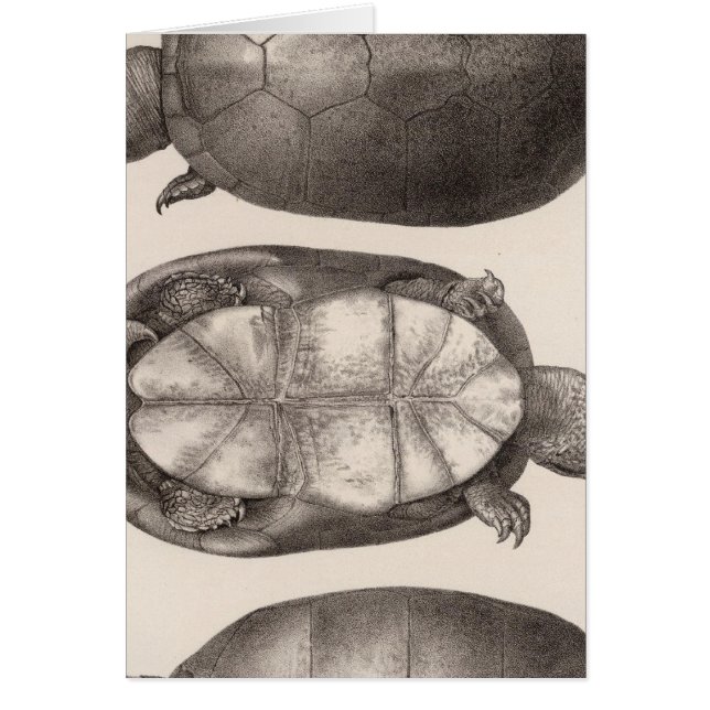 XVI Cinosternum henrici (Vorne)
