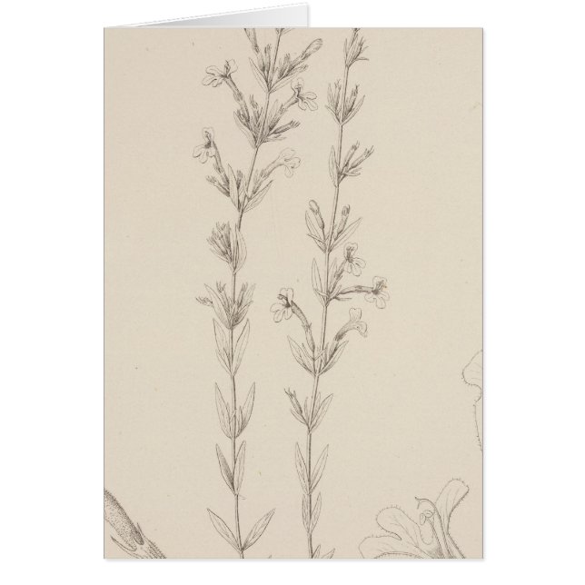 XVII Hedeoma hyssopieolis (Vorne)