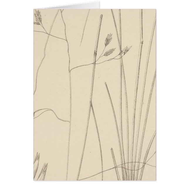 XXIX Festuca thurberi (Vorne)