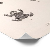 XXV Rana, Bufo, Spea Poster (Ecke)