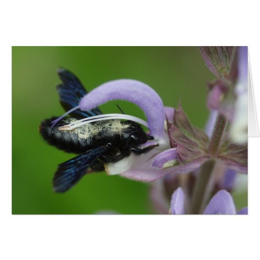 Xylocopa (Vorderseite (Horizontal))
