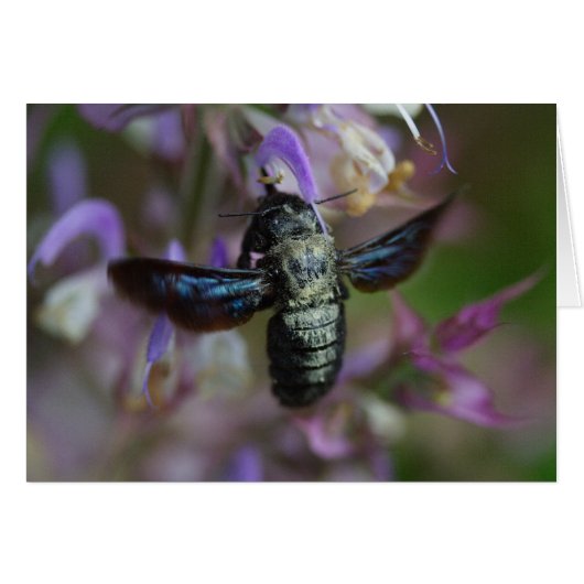 Xylocopa (Vorderseite (Horizontal))