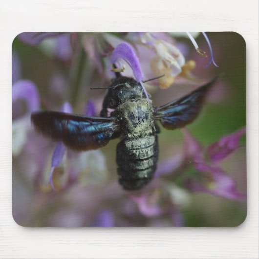 Xylocopa Mousepad (Vorne)