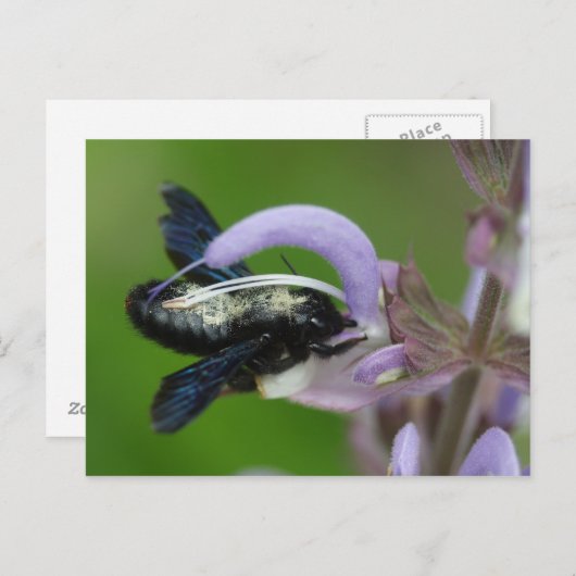 Xylocopa Postkarte (Vorne/Hinten)