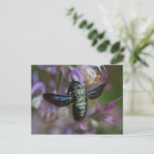 Xylocopa Postkarte (Stehend Vorderseite)