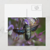 Xylocopa Postkarte (Vorne/Hinten)