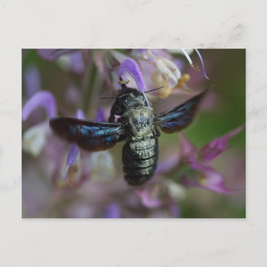 Xylocopa Postkarte (Vorderseite)