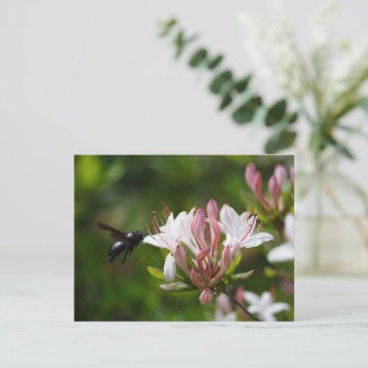 Xylocopa Postkarte (Stehend Vorderseite)