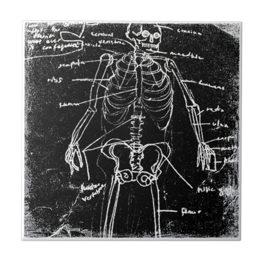 Yaie Tokyo Human Skeleton Anatomy Fliese (Vorderseite)