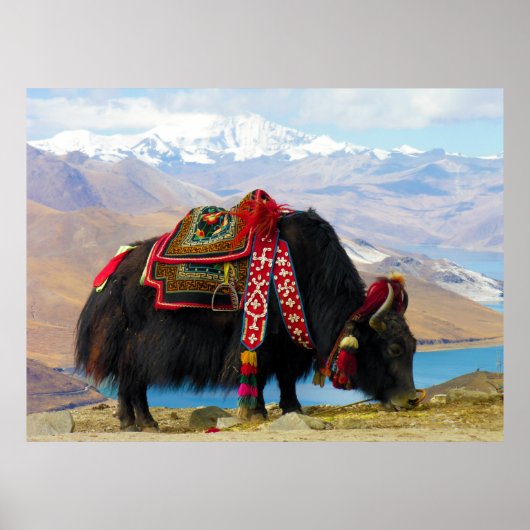 Yak Bos Grunniens nahe dem Yamdrok See Tibet Poster (Vorne)