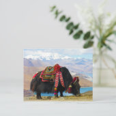 Yak Bos Grunniens nahe dem Yamdrok See Tibet Postkarte (Stehend Vorderseite)