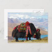Yak Bos Grunniens nahe dem Yamdrok See Tibet Postkarte (Vorne/Hinten)