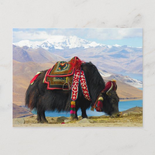 Yak Bos Grunniens nahe dem Yamdrok See Tibet Postkarte (Vorderseite)