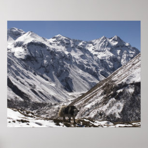 Yak in der Nähe des Berges Jhomolari, Jangothang J Poster