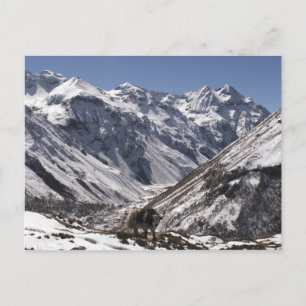 Yak in der Nähe des Mt. Jhomolari, Jangothang Jigm Postkarte