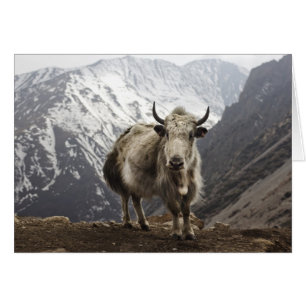 Yak in Nepal