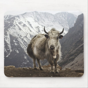Yak in Nepal Mousepad