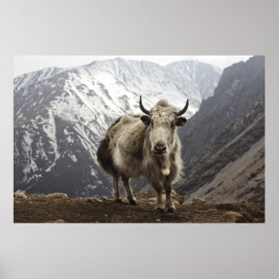 Yak in Nepal Poster