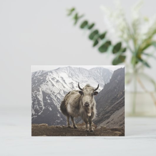 Yak in Nepal Postkarte (Stehend Vorderseite)