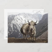 Yak in Nepal Postkarte (Vorne/Hinten)