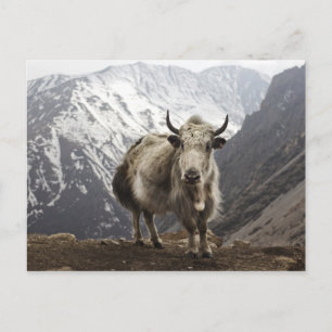 Yak in Nepal Postkarte