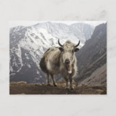 Yak in Nepal Postkarte (Vorderseite)